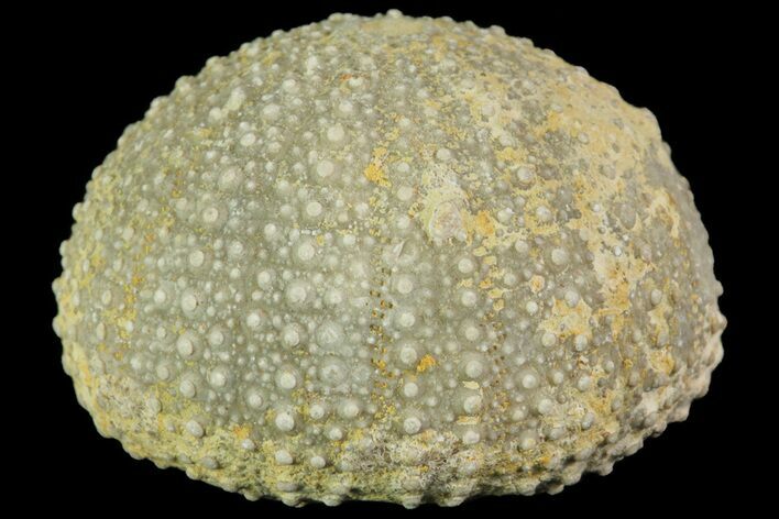 Psephechinus Fossil Echinoid (Sea Urchin) - Morocco #69844